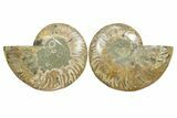 Cut & Polished, Agatized Ammonite Fossil - Madagascar #349010-1